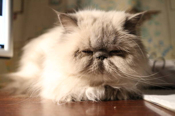 istock portrait of a white cat in the interior 1128603023