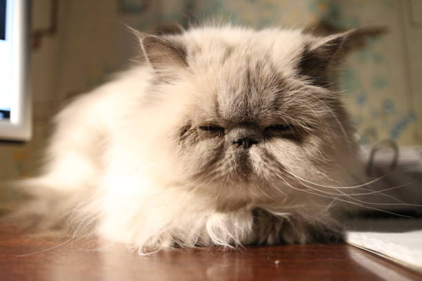 istock portrait of a white cat in the interior 1128603025