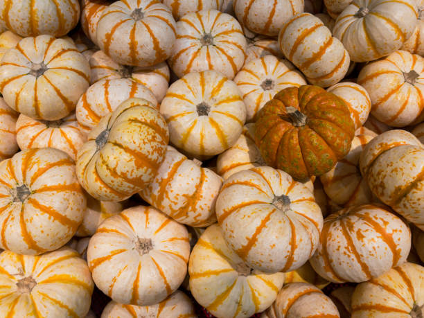 istock Pumpkins on display before halloween in a supermarket 1128603401