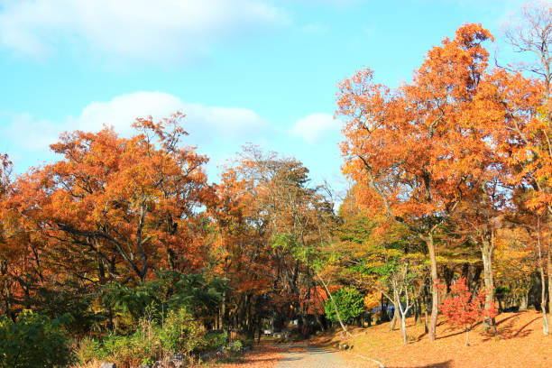 istock GWANEUMSA, autumn, autumn leaves, 1128604749