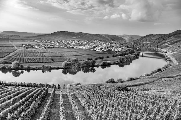 famous Moselle Sinuosity with vineyards