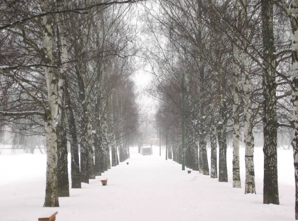alley of  birch
