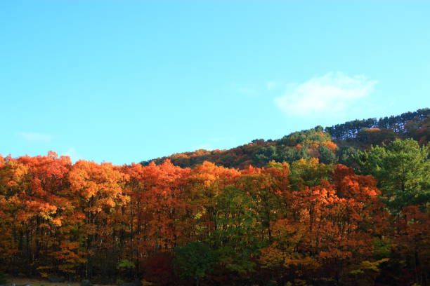 istock GWANEUMSA, autumn, autumn leaves, 1128609825
