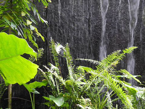 Green plants against a waterfall in Kerala Kochi