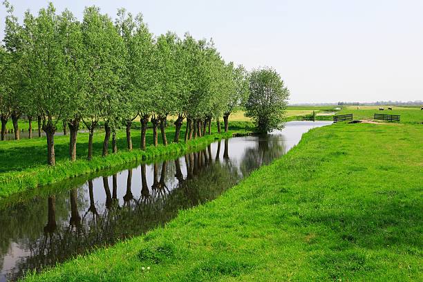 Valley stream through a sunny field.