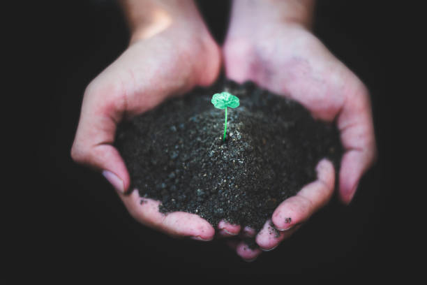 istock Hand holding sprout for growing nature, nature and care concept 1128616976