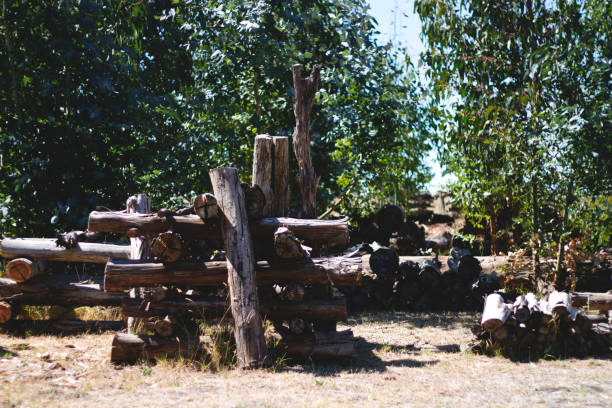 istock Woodpiles in front of Trees 1128617871