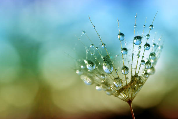 istock Water drops on a dandelion seed close up. 1128620289