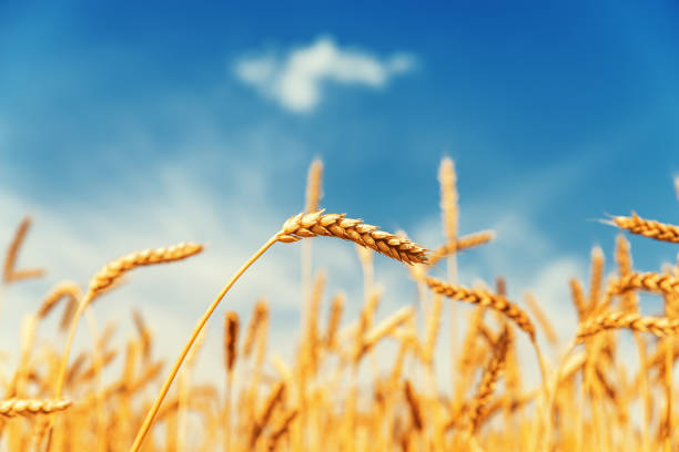 istock golden field with harvest and blue sky 1128620531