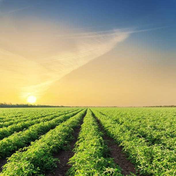 istock sunset over green agriculture field with tomatoes 1128620539
