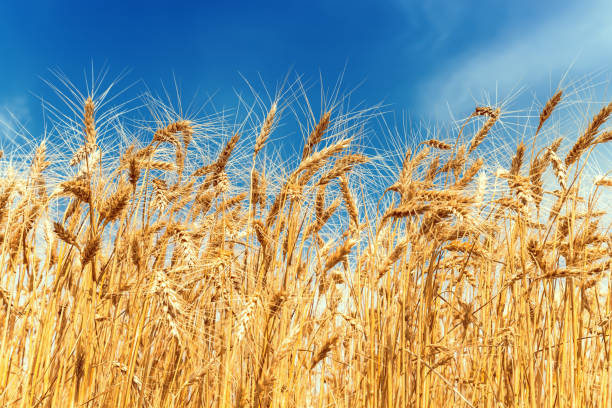 istock golden field with harvest and blue sky 1128620554