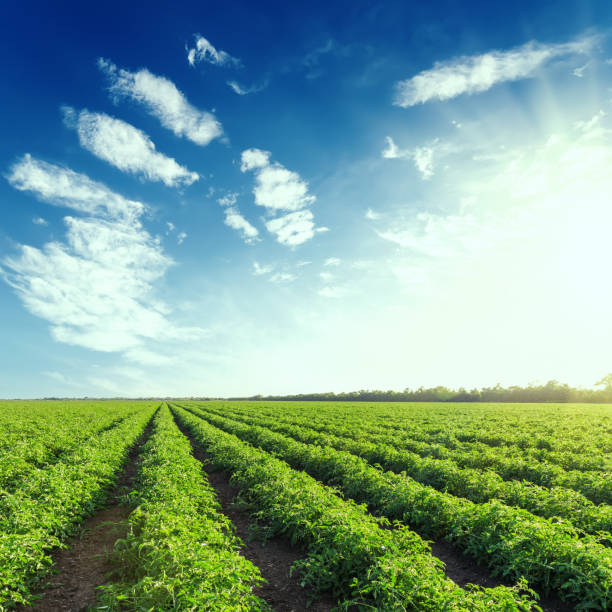 istock sunset over green agriculture field with tomatoes 1128620555