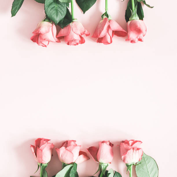 Flowers composition. Pink rose flowers on pastel pink background. Flat lay, top view, copy space