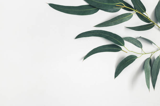 istock Eucalyptus leaves on pastel gray background. Pattern made of eucalyptus branches. Flat lay, top view, copy space 1128621629