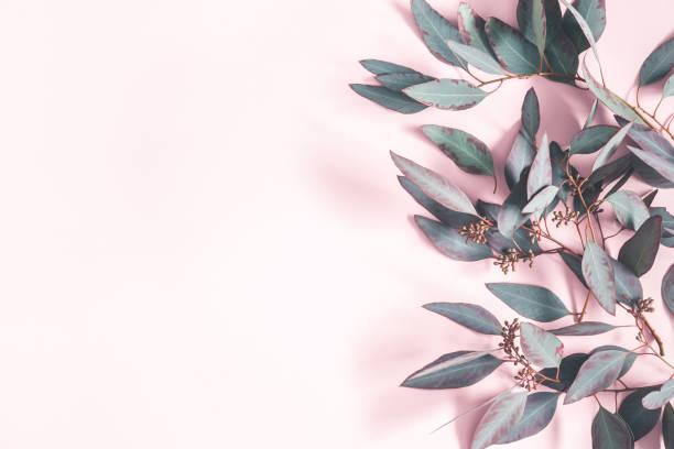istock Eucalyptus leaves on pastel pink background. Pattern made of eucalyptus branches. Flat lay, top view, copy space 1128621706