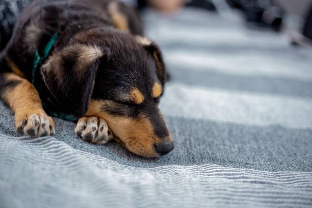 istock Cute Mix Puppy Sleeping on Striped White and Gray Sheets on Human Bed Looking at Camera 1128622672