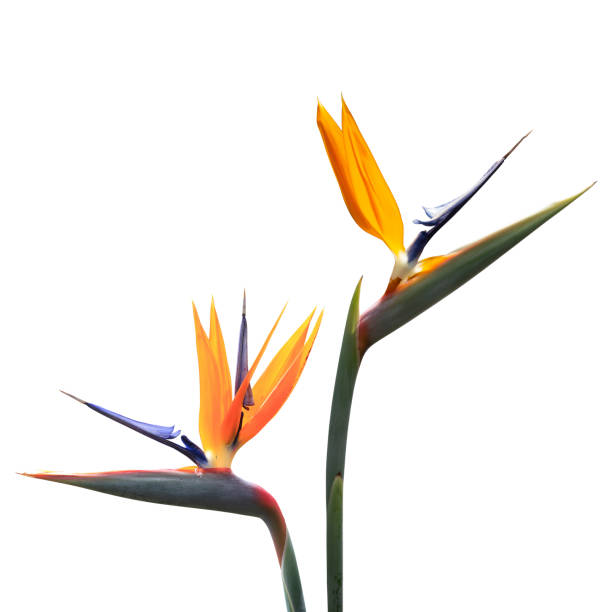 two bird of paradise flowers forming a border or frame with copy space