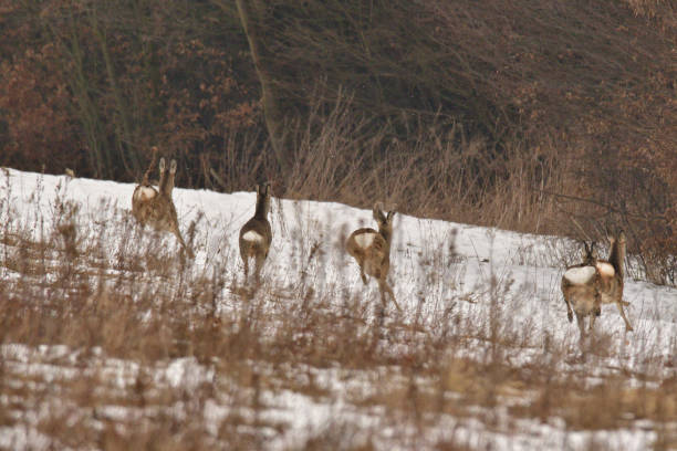 istock Roedeer and roe running to hide to the forest in winter 1128624080
