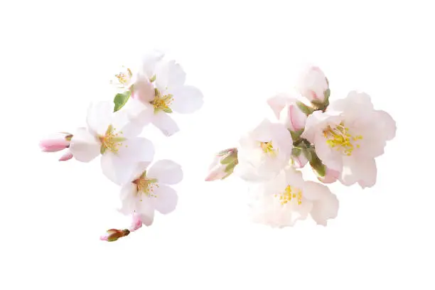 Spring pink blossom in different forms, buds. Tender flowers isolated. Beautiful almond flowers isolated on white background.