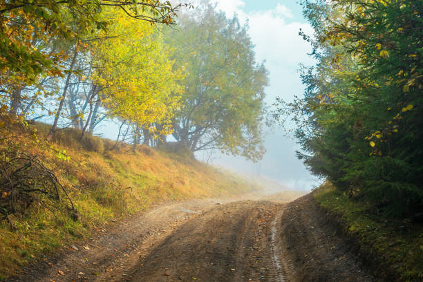 istock road uphill through forest in autumn fog. 1128625017