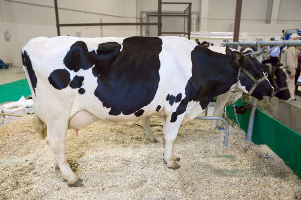 istock The cow in the stall. Black and white. 1128625568