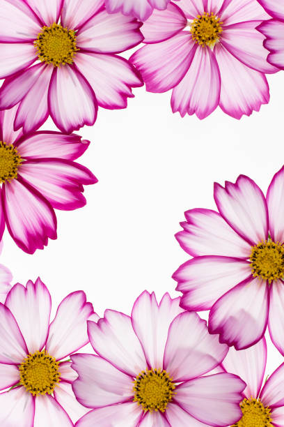 tła kwiatowe - daisy marguerite deep focus flower zdjęcia i obrazy z banku zdjęć