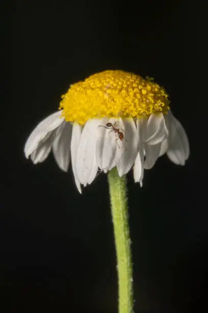 Common Daisy, Bellis perennis flower side shot with stem and an orange ant is crawling on its petal. Black background to make it pop, almost wilted beautiful white petals with yellow eye flower/weed