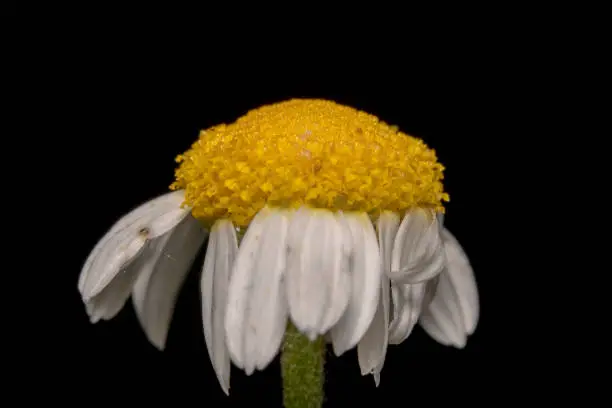 Common Daisy, Bellis perennis flower landscape shot .Black background to make it pop, almost wilted beautiful white petals with yellow eye flower/weed