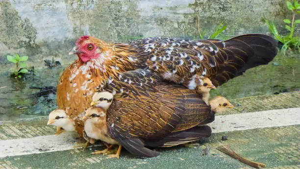 Photo of Hen with chicken hiding under its wings, birds on the yard