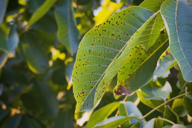 antracnosis del nogal o nogal negro spot - leptostyla gnomonia (ophiognomonia), patógeno de plantas hongos - bacterium biology control food fotografías e imágenes de stock