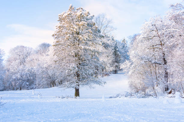 istock Winter Impressions with morning sun from Chemnitz Stadtpark 1128628264