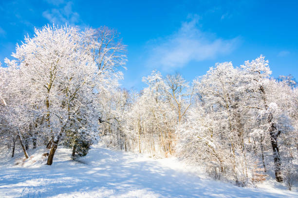 istock Winter Impressions with morning sun from Chemnitz Stadtpark 1128628402