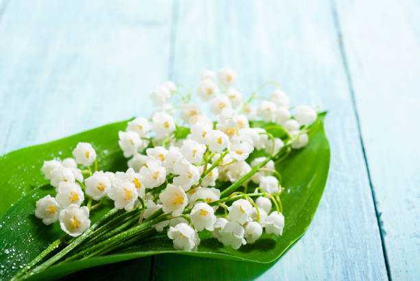 istock Convallaria bunch on blue wooden table background 1128629138