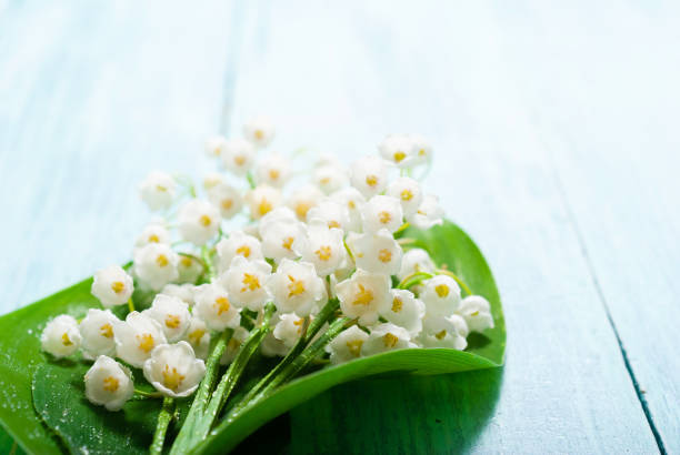 istock Convallaria bunch on blue wooden table background 1128629677