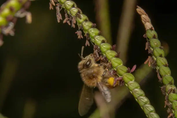 Bee drinking/looking for nectar off of a green plant with tiny purple flowers. Bee is curled up on a diagonal plant with antennas up