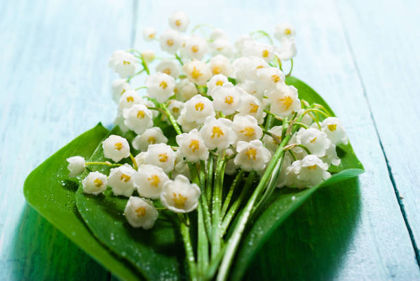 istock Convallaria bunch on blue wooden table background 1128630618