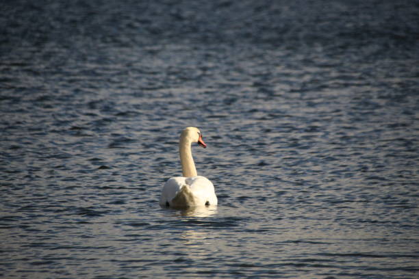 istock The swan on the spring lake 1128630815