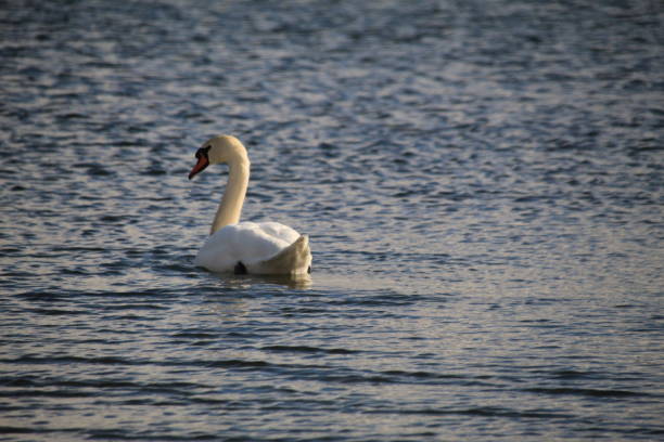 istock The swan on the spring lake 1128630839