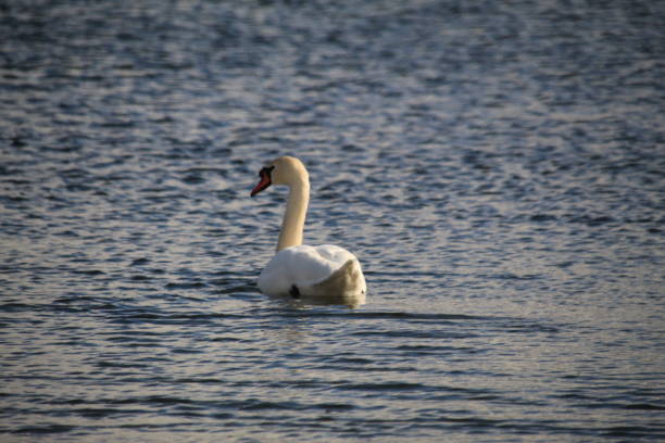 istock The swan on the spring lake 1128630845