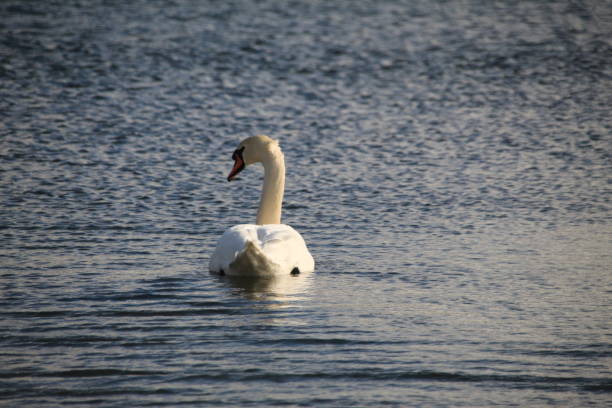 istock The swan on the spring lake 1128630856