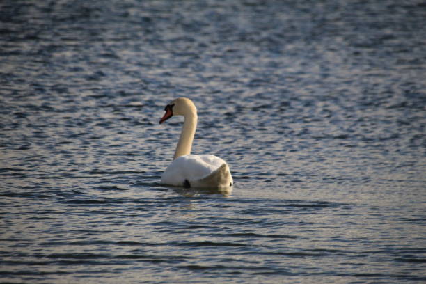istock The swan on the spring lake 1128630861