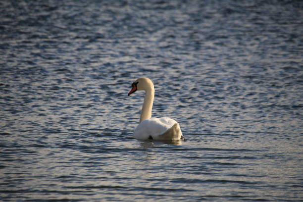 istock The swan on the spring lake 1128630866