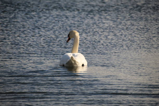 istock The swan on the spring lake 1128630880