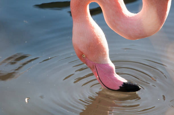 An exotic bird