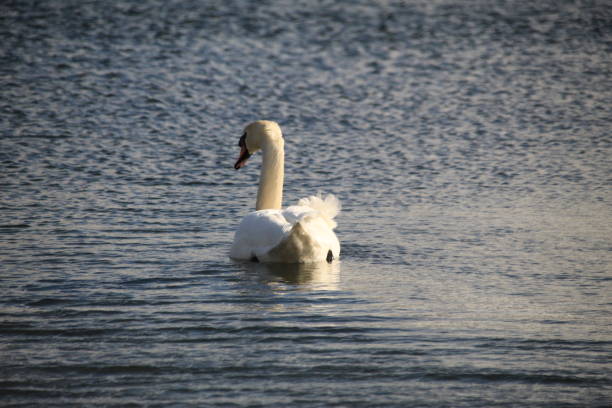 istock The swan on the spring lake 1128630887