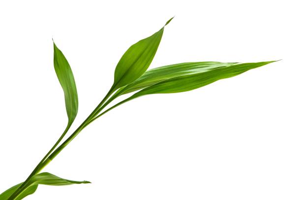 istock Green bamboo isolated on white background 1128631627