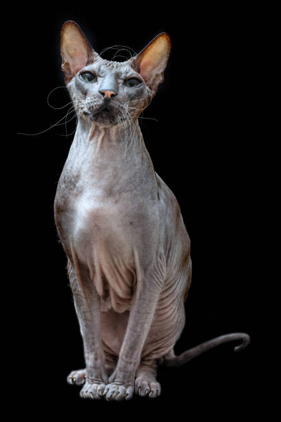 istock Sphinx Hairless cat on a black background 1128631661