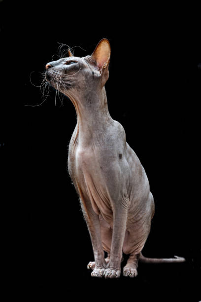 istock Sphinx Hairless cat on a black background 1128631662