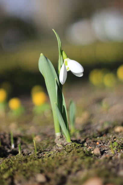 istock The appearance of the first snowdrop in the forest 1128631794
