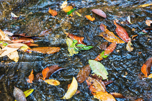 leaves of trees in a river